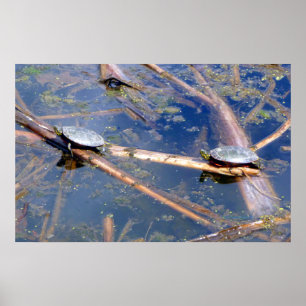 Painted Turtles (Chrysemys picta) Poster