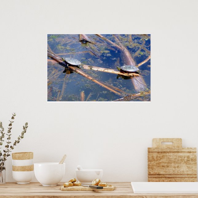 Painted Turtles (Chrysemys picta) Poster (Kitchen)