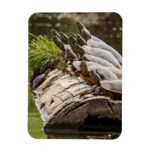 Painted Turtles Sunning Themselves In A Pond Magnet