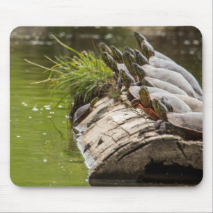 Painted Turtles Sunning Themselves In A Pond Mouse Pad