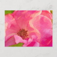 Painterly Abstract Pink Knockout Rose