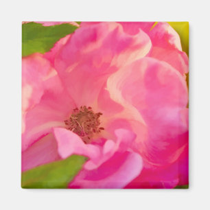 Painterly Abstract Pink Rose Floral Photography Magnet