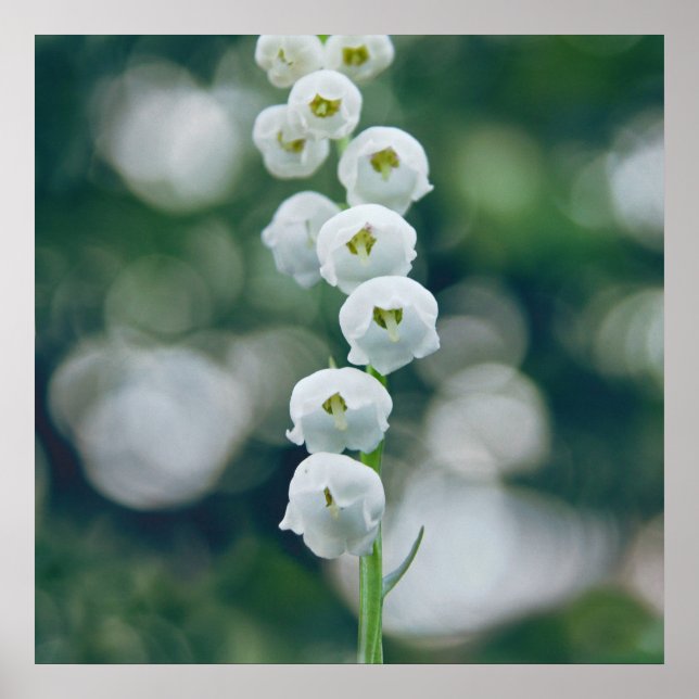 Painterly Soft Lilly of the Valley Flowers Poster (Front)