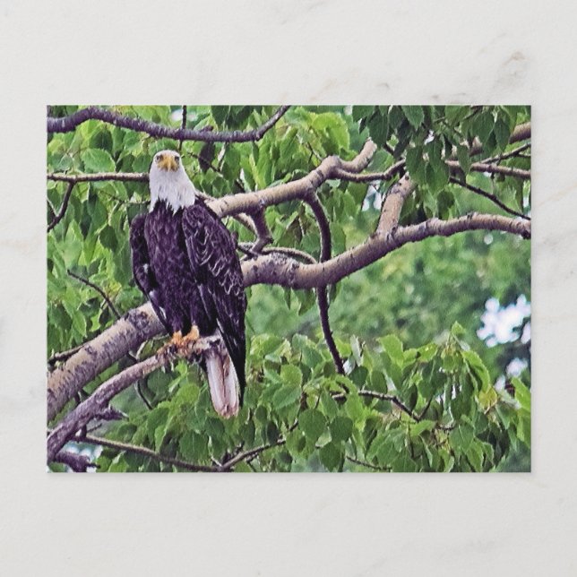 Painting of a Bald Eagle  Postcard (Front)
