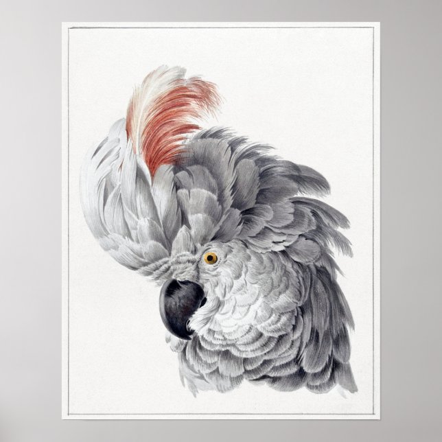 Painting Of a Cockatoo Head Parrot - Aert Schouman Poster (Front)