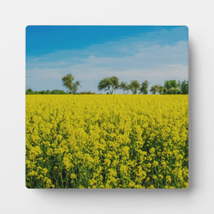 Painting of yellow flowers field plaque