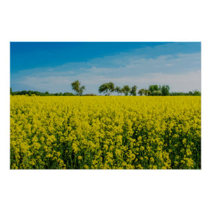 Painting of yellow flowers field poster