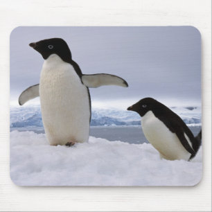 Pair Adelie penguins Antarctica Mouse Pad