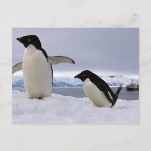 Pair Adelie penguins Antarctica Postcard