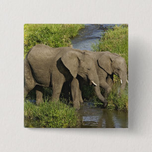 Pair of African Elephants Masai Mara 15 Cm Square Badge