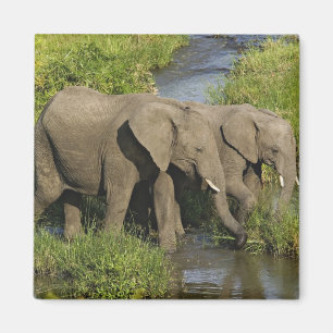 Pair of African Elephants Masai Mara Magnet