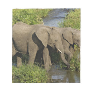 Pair of African Elephants Masai Mara Notepad