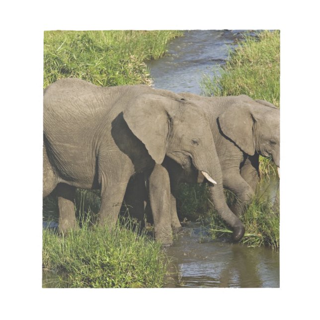 Pair of African Elephants Masai Mara Notepad (Front)