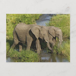 Pair of African Elephants Masai Mara Postcard