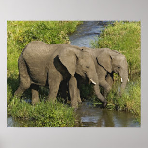 Pair of African Elephants Masai Mara Poster