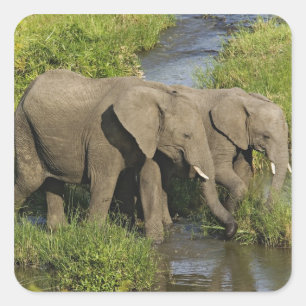 Pair of African Elephants Masai Mara Square Sticker