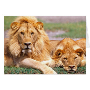 Pair of African Lions, Panthera leo, Tanzania