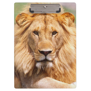 Pair of African Lions, Panthera leo, Tanzania Clipboard