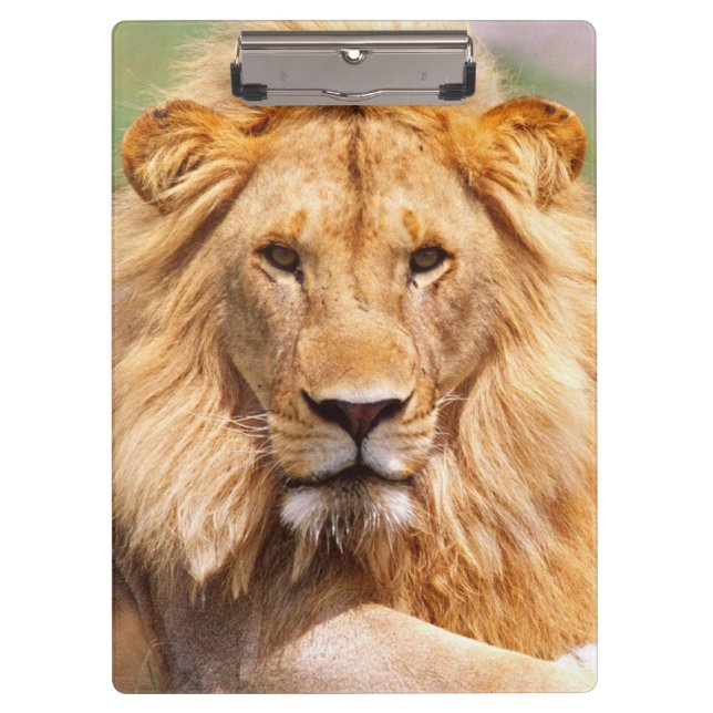 Pair of African Lions, Panthera leo, Tanzania Clipboard (Front)