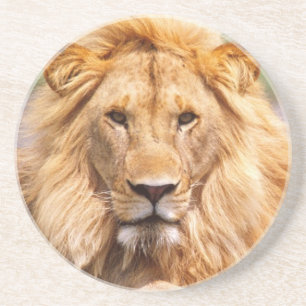 Pair of African Lions, Panthera leo, Tanzania Coaster