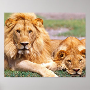 Pair of African Lions, Panthera leo, Tanzania Poster