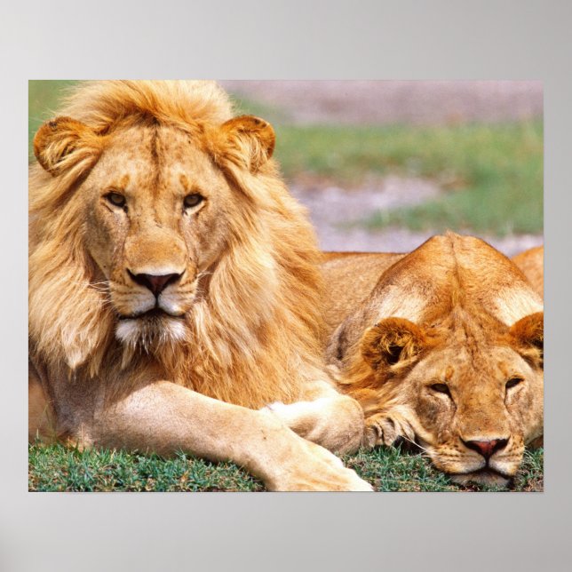 Pair of African Lions, Panthera leo, Tanzania Poster (Front)