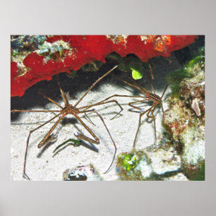 Pair of Arrows Poster