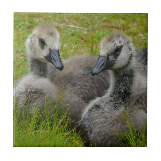 Pair of Baby Canadian Geese Goslings tile (Front)