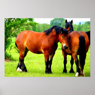 Pair Of Bay Polish Bred Horses   Green Landscape Poster