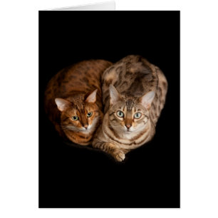 Pair of bengal kittens