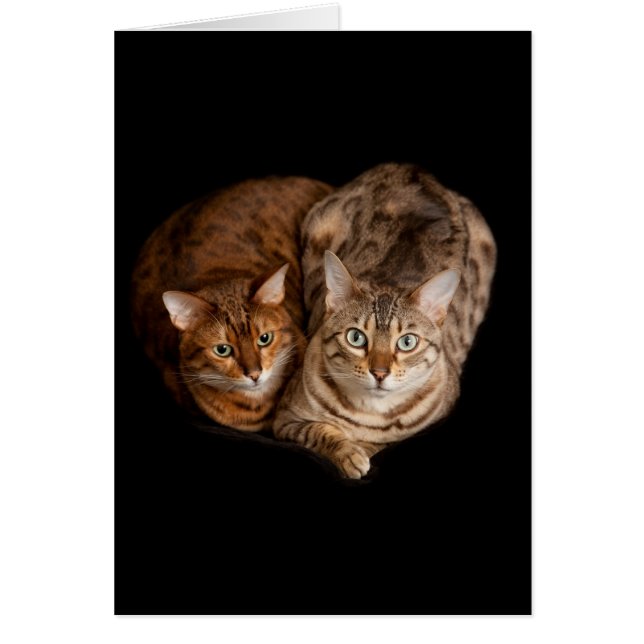 Pair of bengal kittens (Front)