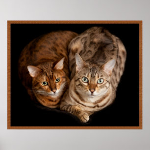 Pair of Bengal Kittens Poster