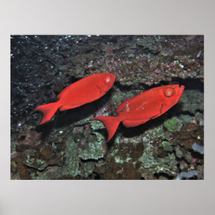 Pair of Bigeyes Poster