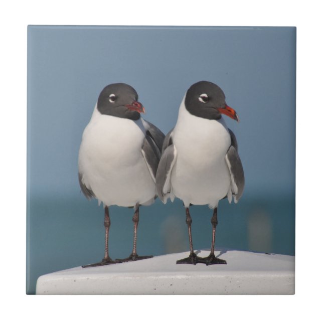 Pair of Black Headed Gulls Ceramic Tile (Front)
