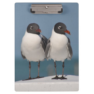 Pair of Black Headed Gulls Clipboard