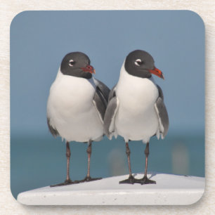 Pair of Black Headed Gulls Coaster