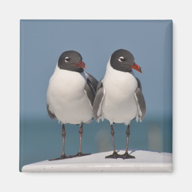 Pair of Black Headed Gulls Magnet (Front)