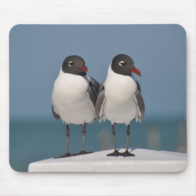 Pair of Black Headed Gulls Mouse Pad (Front)