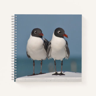 Pair of Black Headed Gulls Notebook