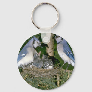 Pair of Blue Jays with young Key Ring