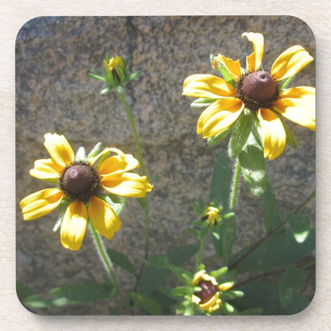 Pair of Brown Eyed Susan Coaster (Front)