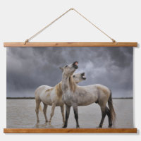 Pair of Camargue Horse Stallions, Southern France