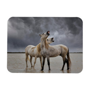 Pair of Camargue Horse Stallions, Southern France Magnet