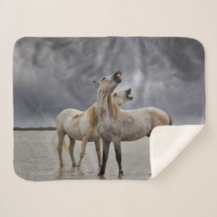 Pair of Camargue Horse Stallions, Southern France Sherpa Blanket
