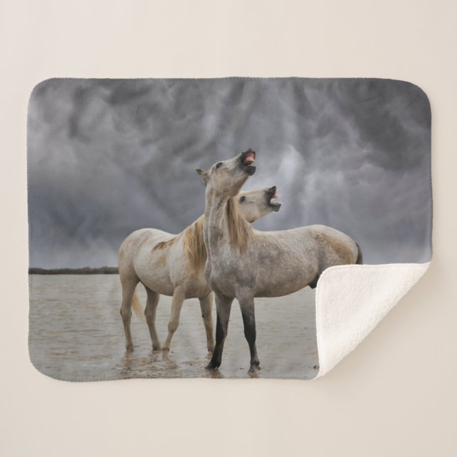 Pair of Camargue Horse Stallions, Southern France Sherpa Blanket (Front (Horizontal))