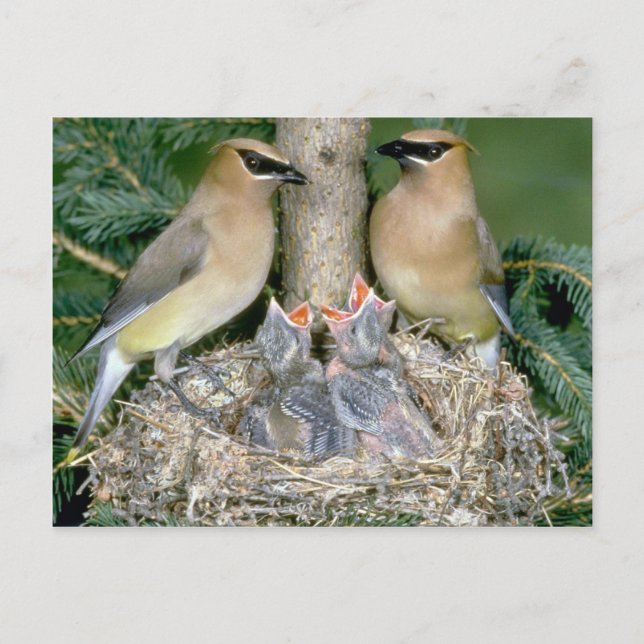 Pair of Cedar Waxwings with young Postcard (Front)