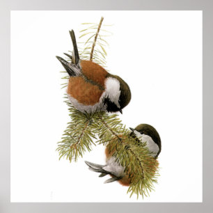 Pair of Chestnut-backed Chickadee on Pine Tree Poster