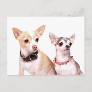 Pair of chihuahuas postcard