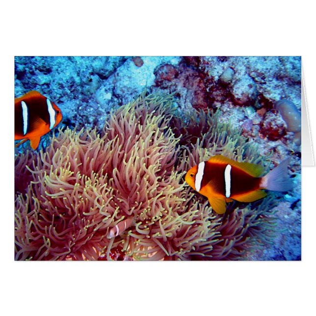 Pair of Clown in Exotic Anemonie (Front Horizontal)