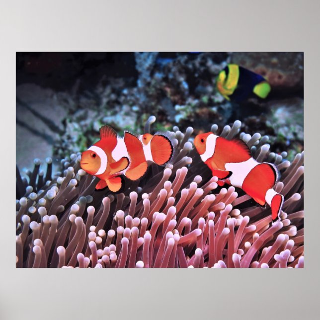 Pair of Clownfish Poster (Front)
